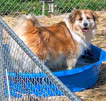 Photo of Koda
