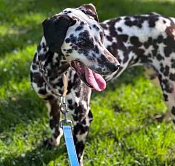 Photo of OLIVE