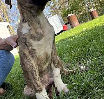 Photo of Atticus