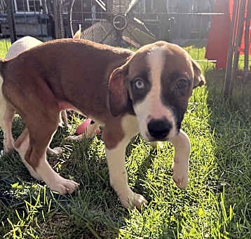 Photo of Bolt