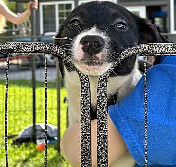 Photo of Bruno