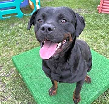 Photo of Honey