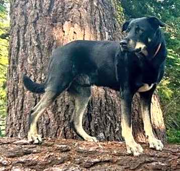 Photo of Kodi (GA)
