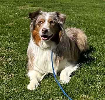 Photo of Bella