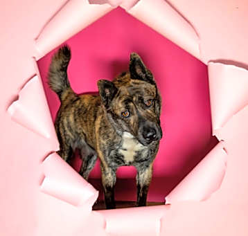 Photo of Rocky