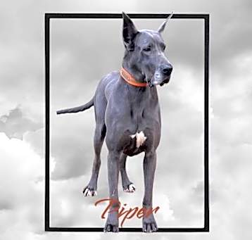 Photo of Piper Feb 23