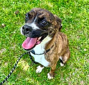 Photo of Nova
