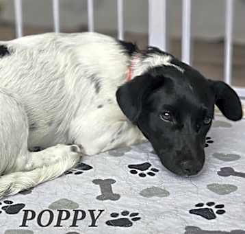 Photo of Poppy4