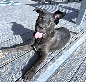 Photo of Atticus (Donut)