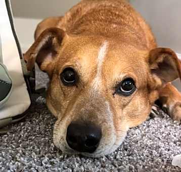 Photo of Dobby