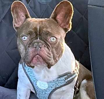 Photo of Porter Frenchie