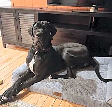 Photo of Chase