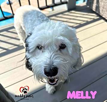 Photo of Melly (Courtesy Post)