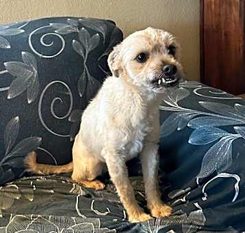 Photo of Brutus