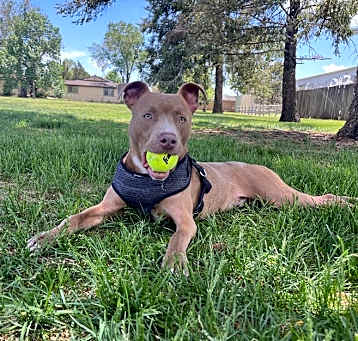 Photo of Hank