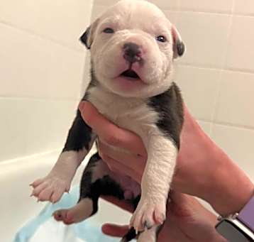 Photo of Female Puppy Delores