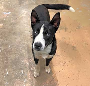 Photo of Ace (9691)