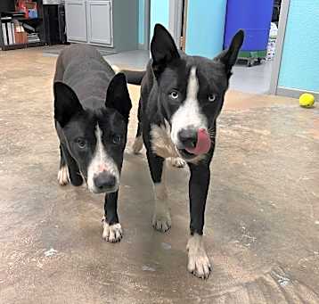Photo of Deuce (9690)