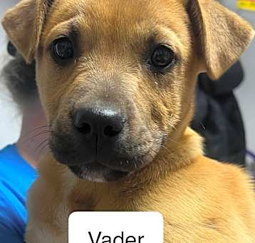 Photo of Vader B643