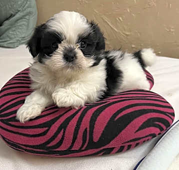 Photo of Oliver