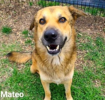 Photo of Mateo