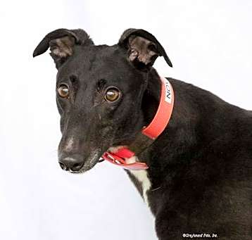 Photo of Nova