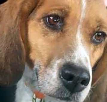 Photo of DAISY