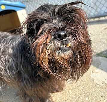 Photo of Snaggletooth (Snaggs)