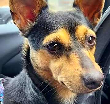 Photo of Lassie
