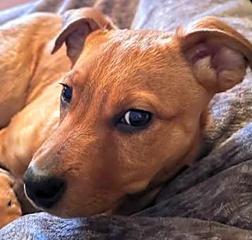 Photo of Waffles Wigglesworth