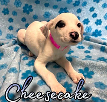 Photo of Cheesecake