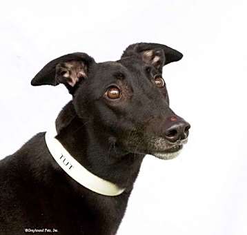 Photo of Tut