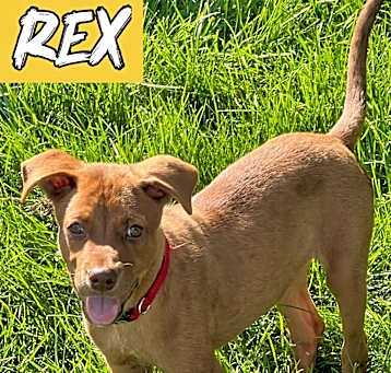 Photo of Rex
