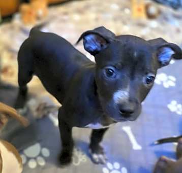Photo of Kim - In Foster