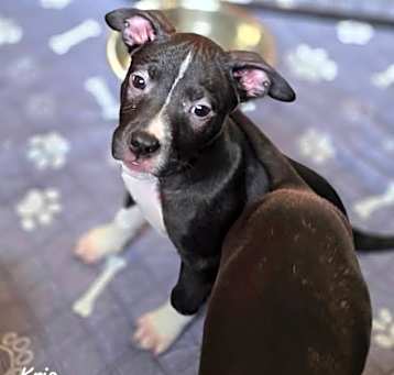 Photo of Kris - In Foster