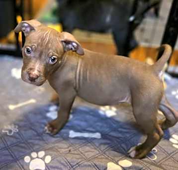 Photo of Kendall - In Foster