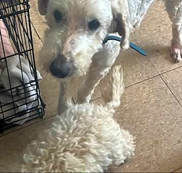 Photo of Buddy