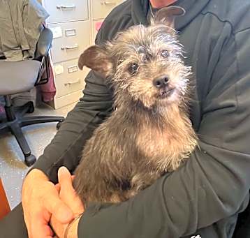 Photo of Bear - In Foster