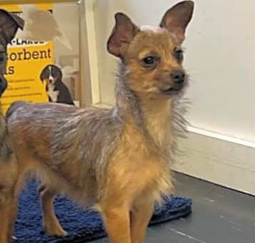 Photo of Ophelia - In Foster