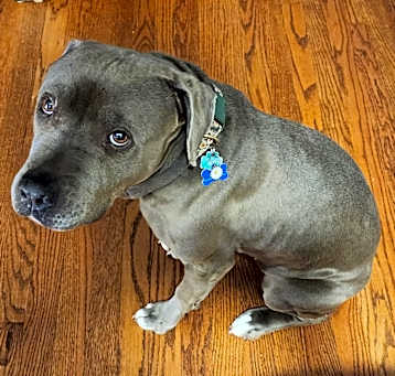 Photo of Daisy