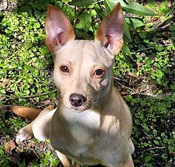 Photo of Chico