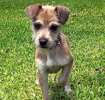 Photo of Petal