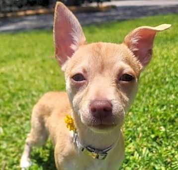 Photo of Painted Daisy