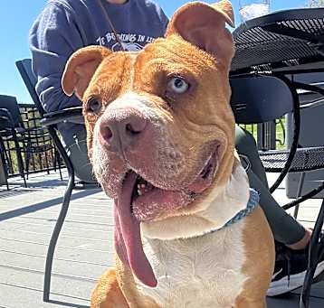 Photo of Rosco