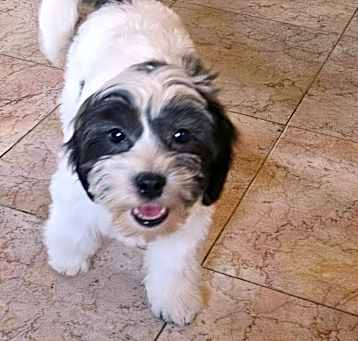 Photo of Zuri
