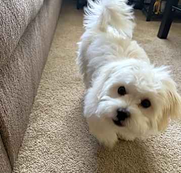 Photo of Bear