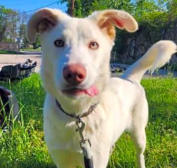 Photo of Shiloh