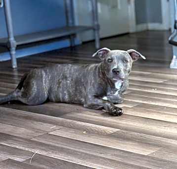 Photo of Rocky