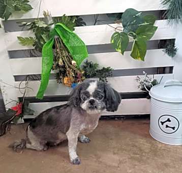 Photo of Tinkerbell