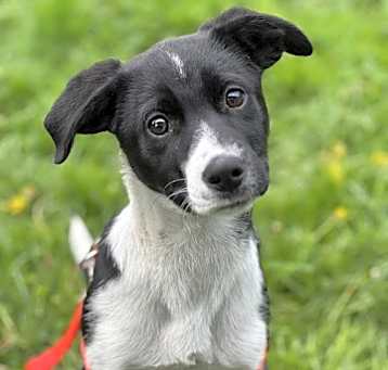 Photo of Evy (NY-Lia) *Syracuse NY*